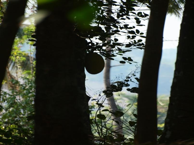 Chedi Spring Valley Athirappilly Bagian luar foto